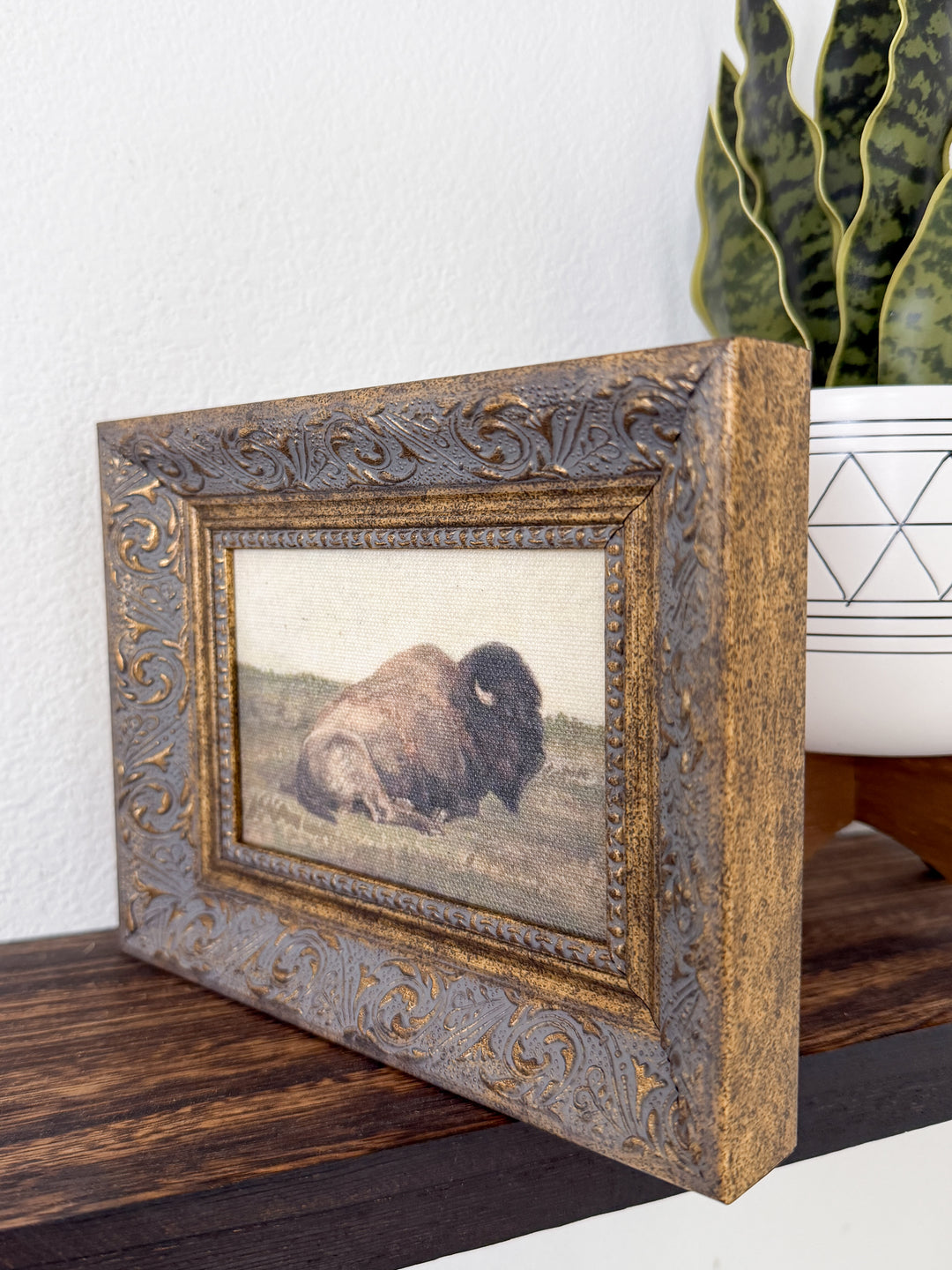 Prairie Bison Framed Canvas